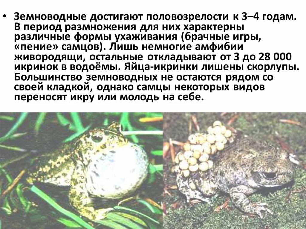 Размножение в воде у земноводных. Размножение земноводных. бесхвостые амфибии размножение. размножение бесхвостых земноводных. земноводные способ размножения.