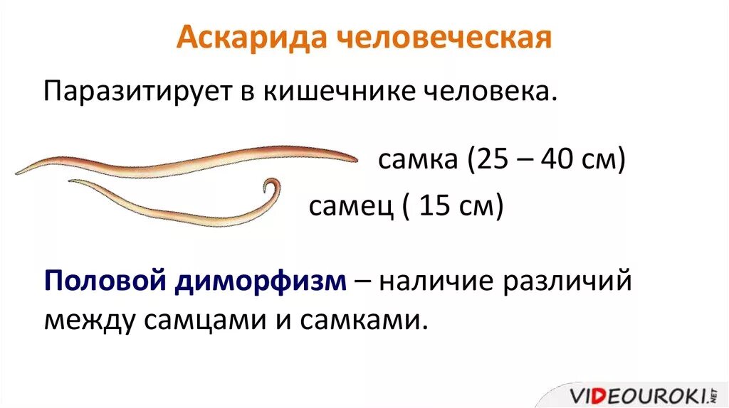Отличия круглых червей