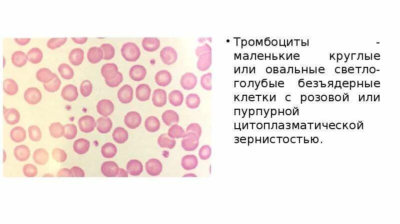 Тромбоциты безъядерные фрагменты клеток. Макротромбоциты в крови у человека. тромбоциты 62000. зернистость тромбоцитов. гигантские тромбоциты.