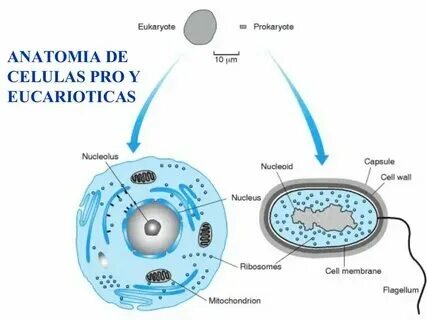 Каковы общие признаки одноклеточных эукариот