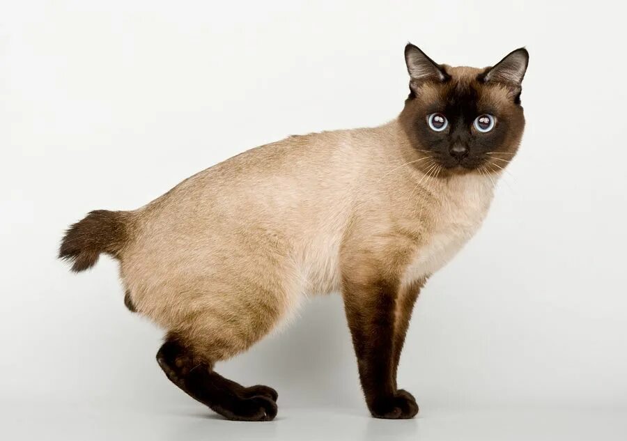 Bob tail