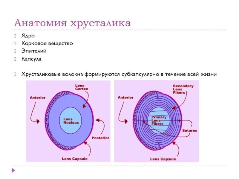 Слои хрусталика. Анатомия хрусталика. ядро хрусталика. эпителий хрусталика. хрусталик гистология.