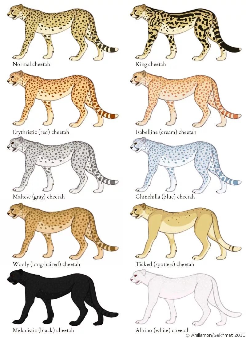 Дикие кошки список. Окрас леопарда и гепарда и ягуара. Тигр леопард гепард Ягуар. Окрас гепарда и леопарда. Ягуар леопард семейство.
