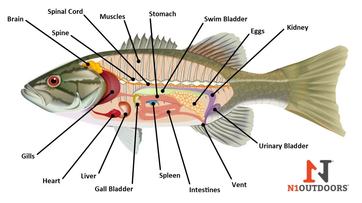 Внутренние органы рыбы. Строение рыбы Ишхан. Рыбы Anatomia. Internal Anatomy of Fish.