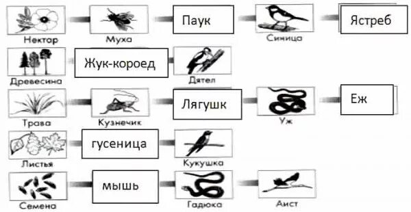 Составление пищевых цепей (схем передачи вещества и энергии). Составление схем передачи веществ и энергии цепей питания. Пищевая цепь нектар Муха.