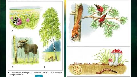 Природные сообщества 3 класс окружающий мир 21 век презентация