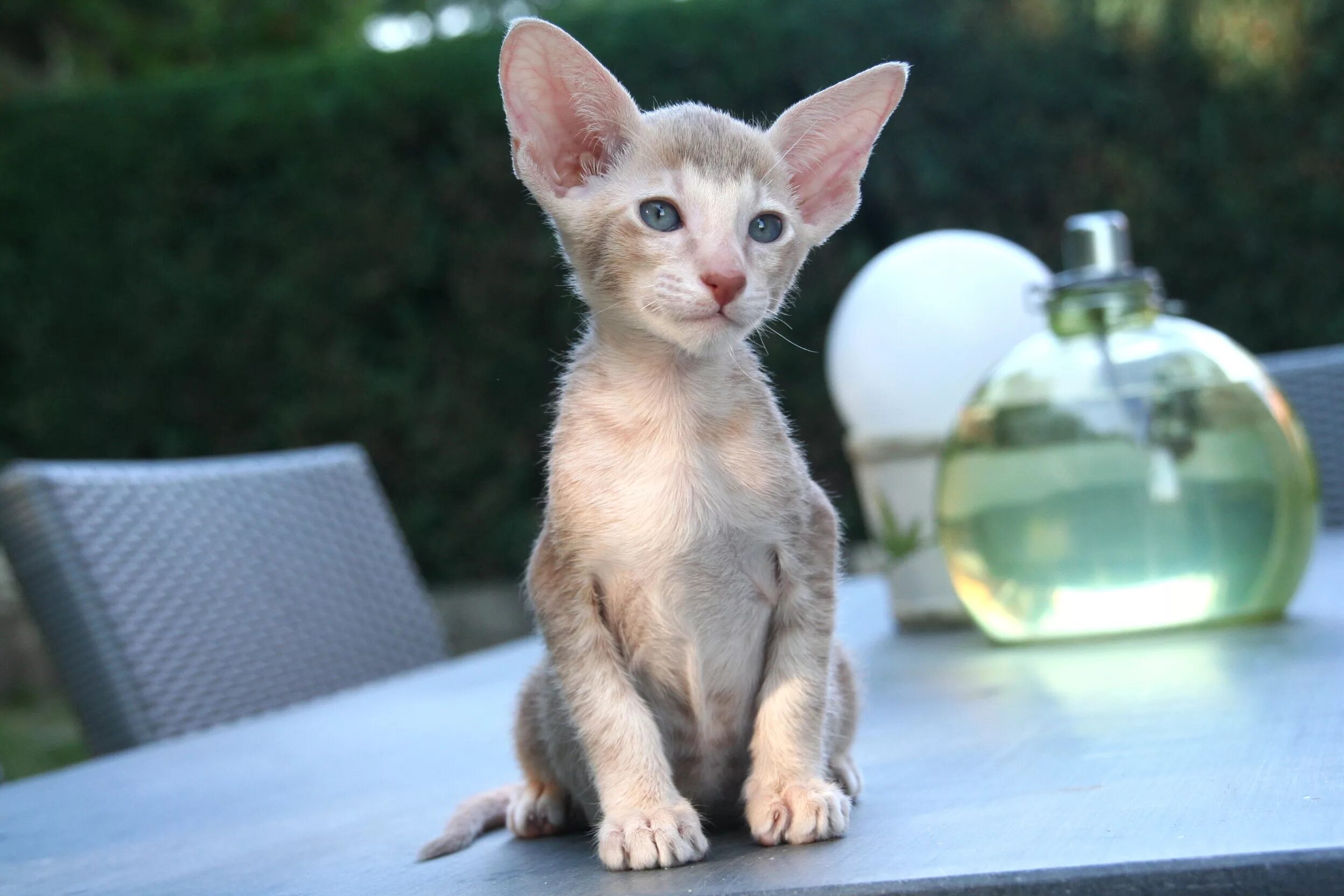 Самая мелкая кошка. Черноногая бенгальская кошка. Самая мелкая кошка. Сингапурская кошка породы кошек. Рыжая пятнистая кошка prionailurus rubiginosus.