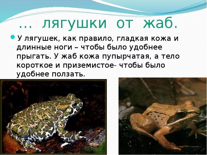 Несколько слов в защиту жабы