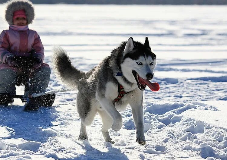 Играющая хаски. Вычесывание хаски. сибирские хаски прогулка. стандарт сибирский хаски. хаски на прогулке.