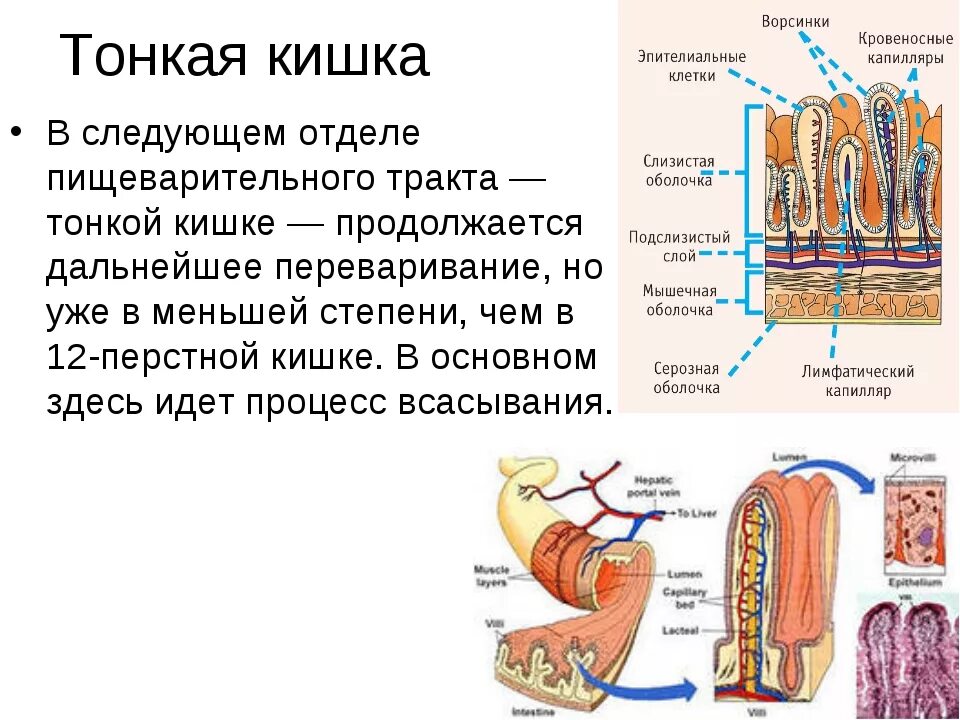 Тонкий желудок строение. Тонкий кишечник строение и функции анатомия. Пищеварение в тонкой кишке схема. Пищеварение в тонком кишечнике строение. Пищеварительная система человека кишечная Ворсинка.