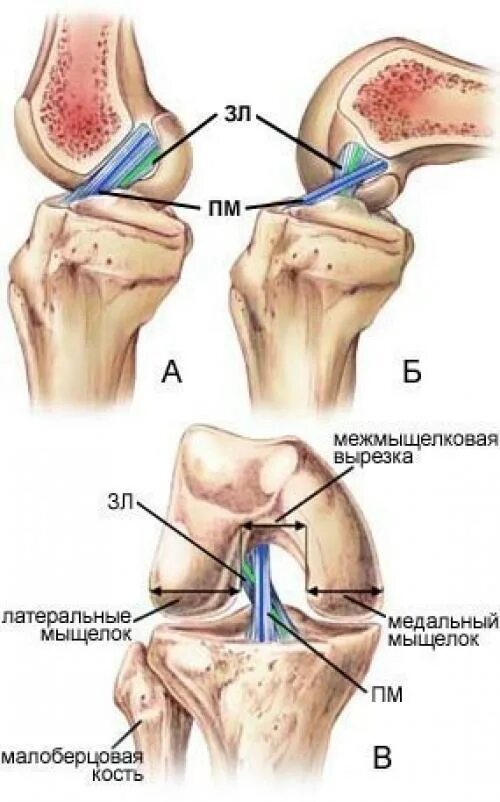 Крестообразные связки коленного сустава анатомия. Передняя крестообразная связка коленного сустава строение. Крестовидные связки коленного сустава анатомия. Коленный сустав строение мыщелок.