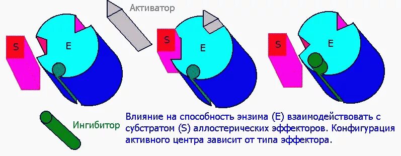 Типы активаторов. Активация и ингибирование ферментов. Активаторы ферментов. Активаторы и ингибиторы ферментов биохимия. Активаторы ферментов механизм.