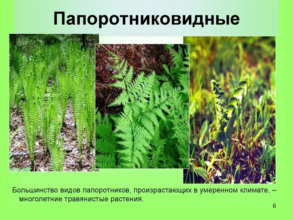 Пример 1 папоротниковидные. Группа Папоротниковидные представители. Систематика плауновидных хвощевидных папоротниковидных. Представители папоротников виды. Папоротниковидные представители названия.