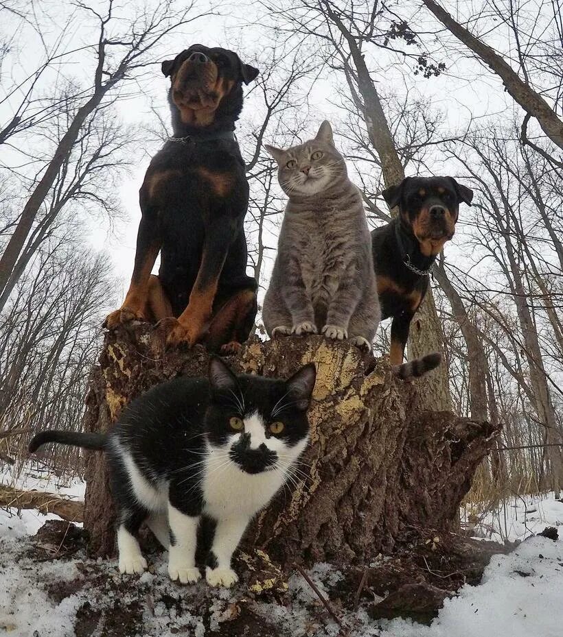 Кот и собака. Забавные кошки и собаки. Смешные фото с животными. Группировки животных