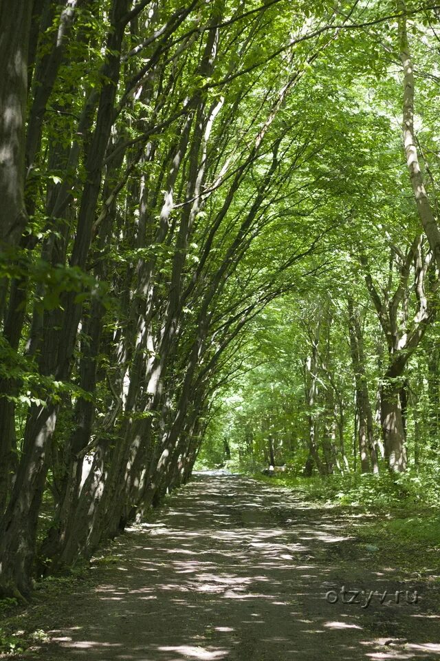 Включи дикий парк. Дикий парк. Дикий парк фото. Дикий сквер. Копкинский зоопарк.