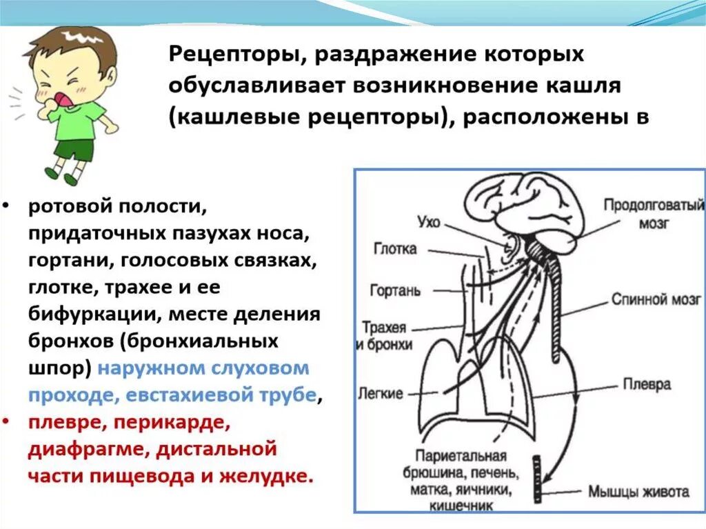 Кашлевой рефлекс физиология. Механизм возникновения кашля. Кашлевой рефлекс схема. Механизм возникновения кашлевого рефлекса.