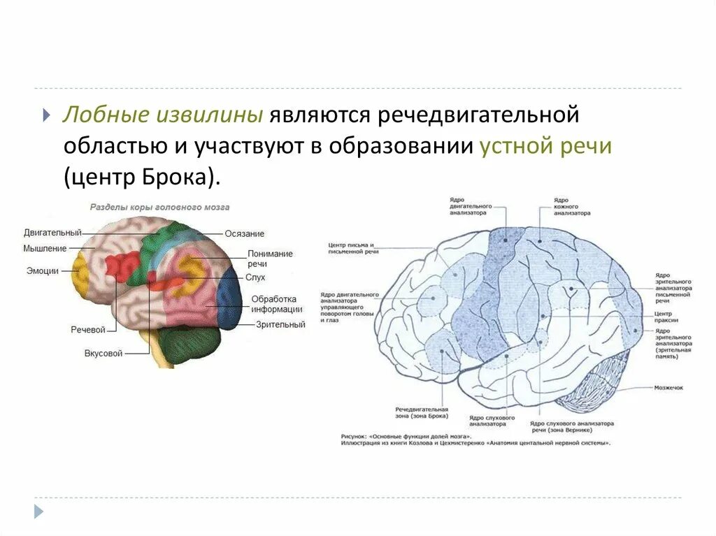 Сайты речевых центров. Мозг центр Брока извилины. Речедвигательный центр (центр Брока) расположен. Извилина Брока функции. Лобные извилины.