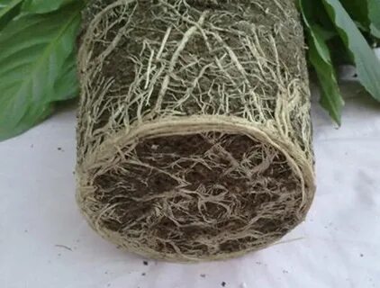 Спатифиллум какие корни