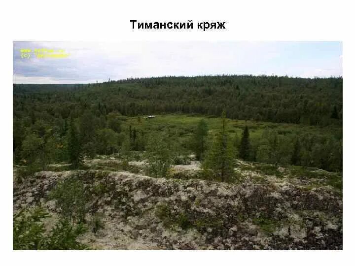 Возвышенность тиманский кряж. Четласский камень тиманский кряж. тиманский кряж почвы. возвышенность четласский камень.