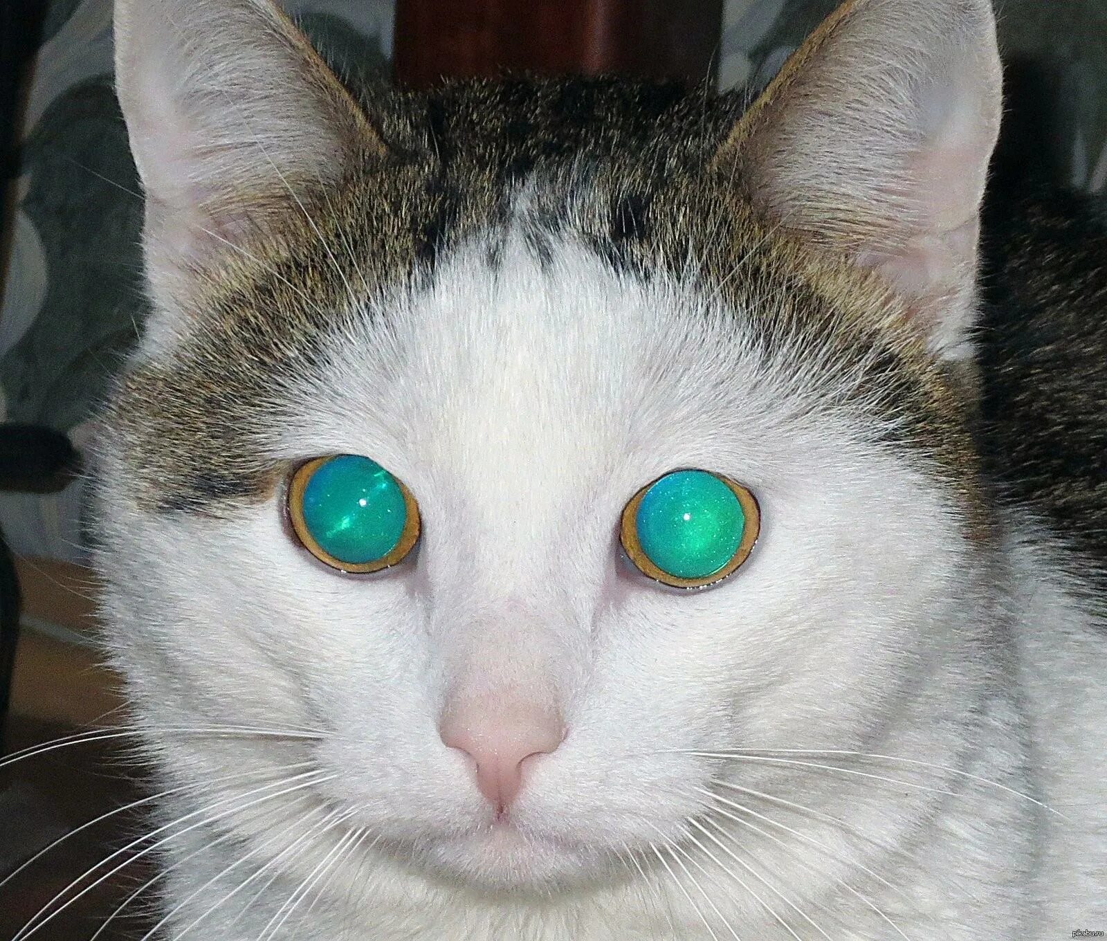 Коты гетерохромия. Кольцевая гетерохромия у кошек. Анизокория кошек анизокория у кошек. Гетерохромия и анизокория.