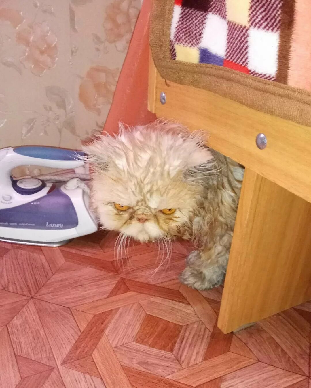 Мстя картинки. Смешная месть. месть котик. моя месть будет страшна. моя месть будет страшна и мстя.