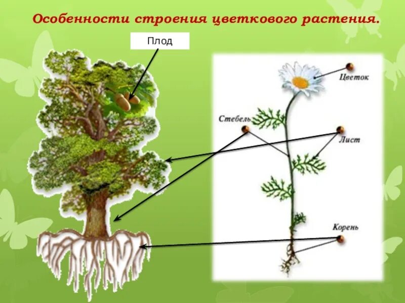 Покрытосеменные имеют органы. Строение растения. Строение цветкового растения. Строение покрытосеменных растений. Строение растений биология.