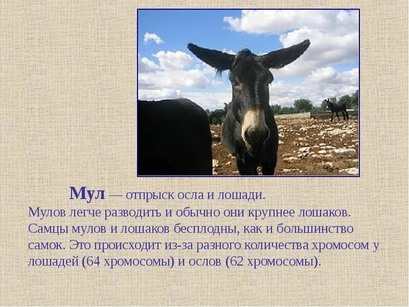 Что значит мул. Мул селекция. мул бесплоден. лошак гибрид. хромосомы лошади и осла.