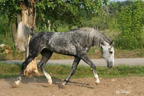 Кони в орле