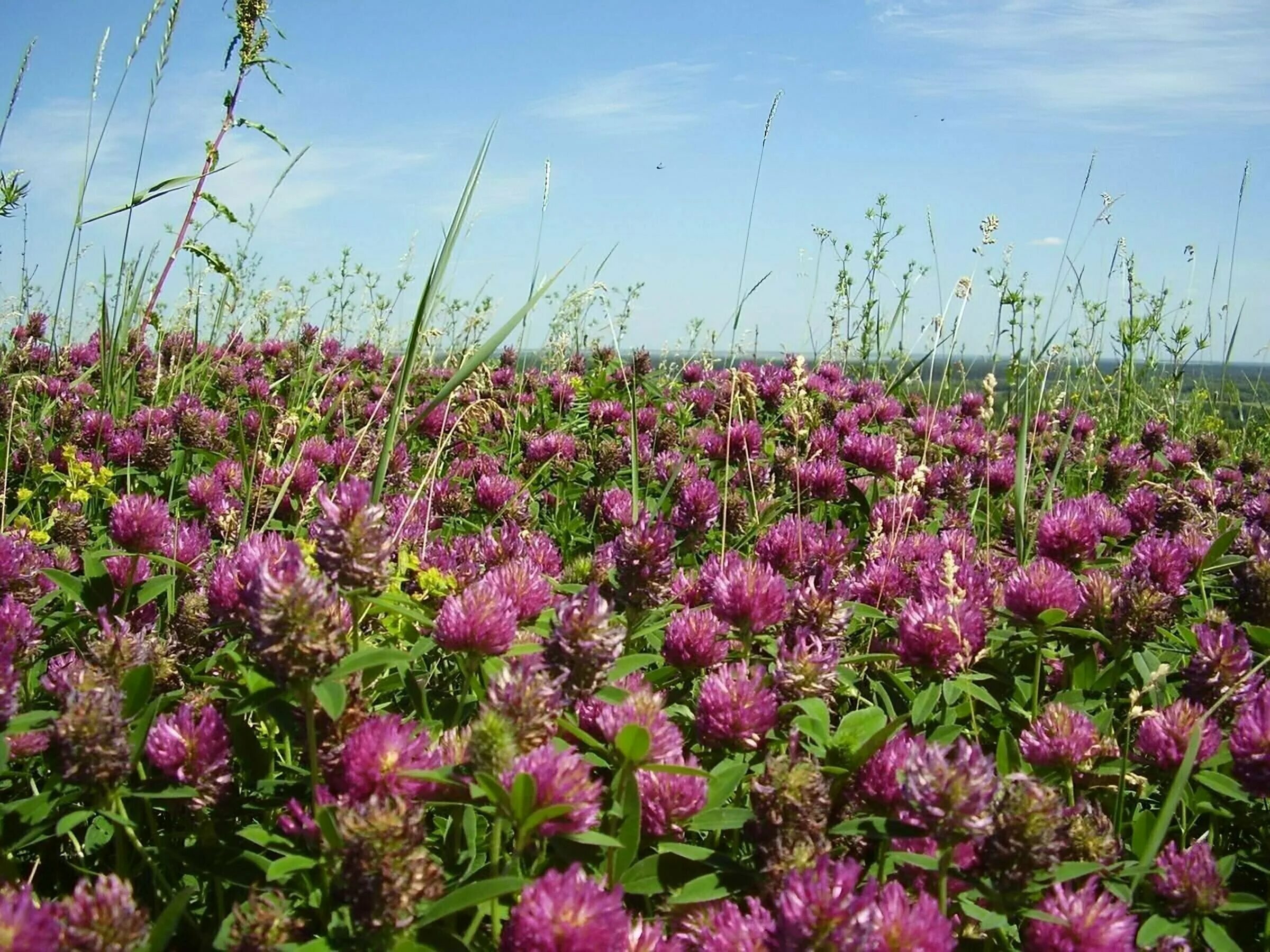 Луга за рекой славятся удивительным клевером. Клевер Луговой (Trifolium pratense). Клевер красный (Trifolium Rubens). Соцветие клевера Лугового. Клевер красный Луговой Дымковский.