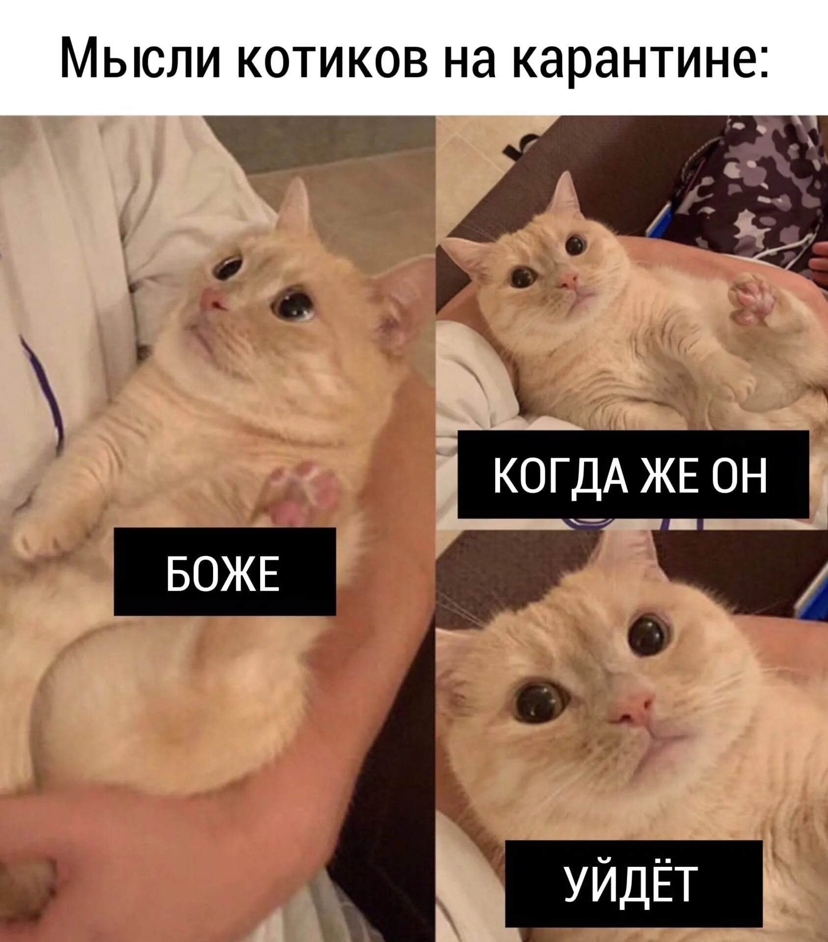 Ржачные коты мемы. Мемы с котами. кот мем. мемы с кокотам. смешные мемы с котами.