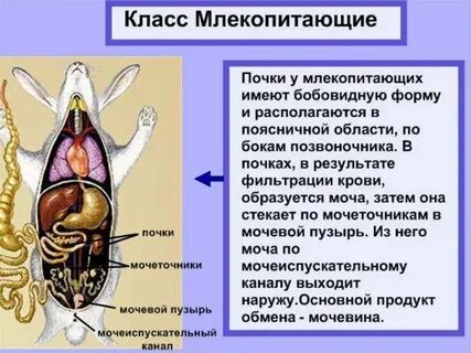 Органы выделительной системы млекопитающих
