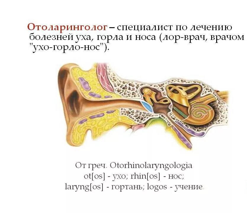 Осмотр ушей. Врач который лечит уши горло нос. Врач осматривает ухо. Зеркало лор врача. Лор приборы для ушей.