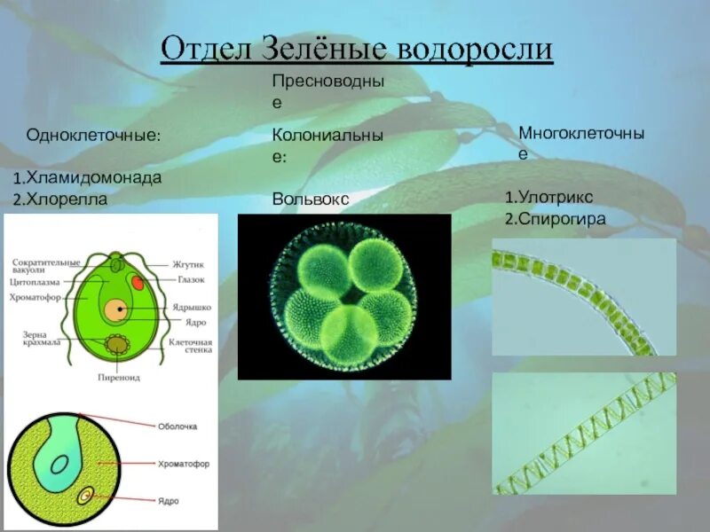 Отдел зеленые водоросли представители. Одноклеточные зеленые водоросли представители. Представителя отдела зеленые водоросли-хлореллы. Водоросль хлорелла таллом. Хлорелла группа организмов