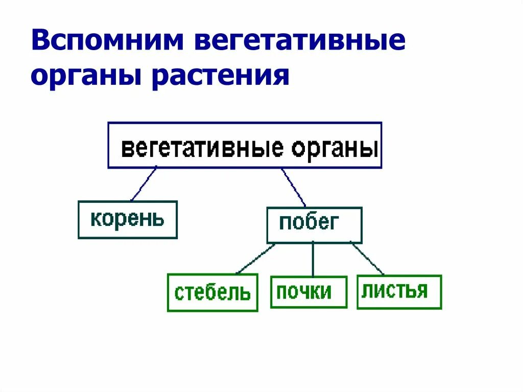 Вегетативные органы растений. Вегетативные органы цветкового растения. Вегетативные органы. Контрольная на тему вегетативные органы с ответами 2 вариант. Вегетативные органы ели