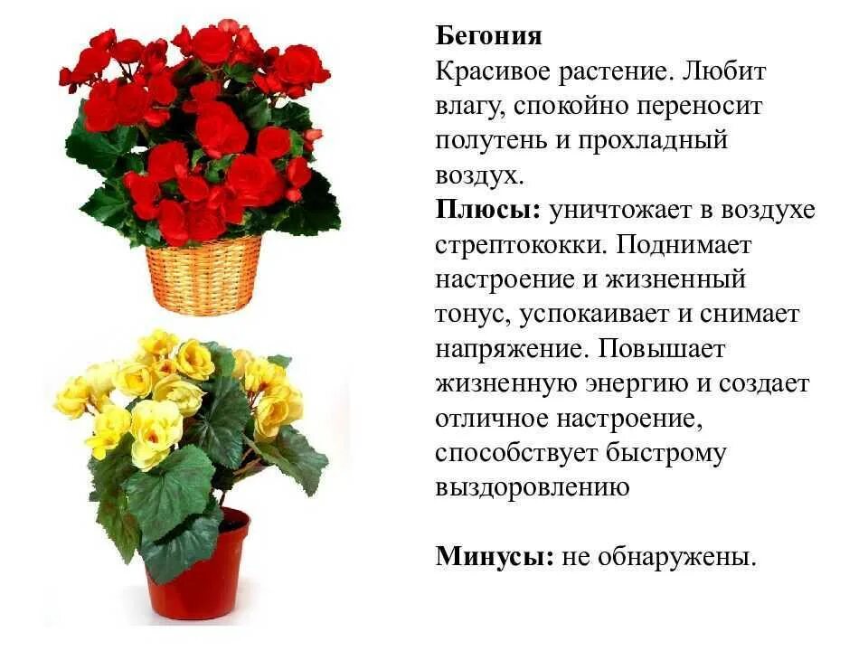 Человек любящий цветы как называется