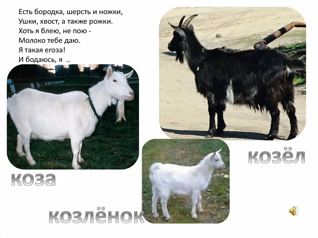 Как отличить козу от козла. Коза. отличие козы от козла. коза мекает. коза и козел разница.