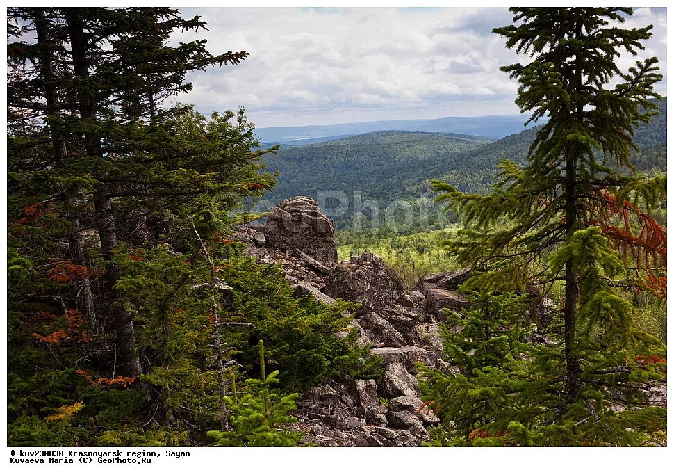 Тайга и лесотундра. Тайга 28. Тайга 28. Болезни лесов. Тайга надпись.