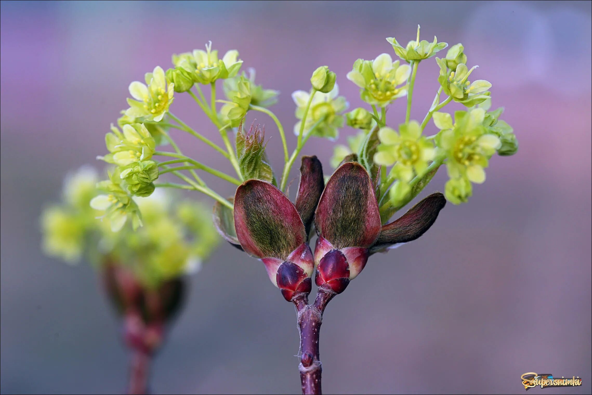 распускаются почки сирени. соцветие почек. зачаточные почки рисунок. лиственница сибирская шишки. соцветие почек.