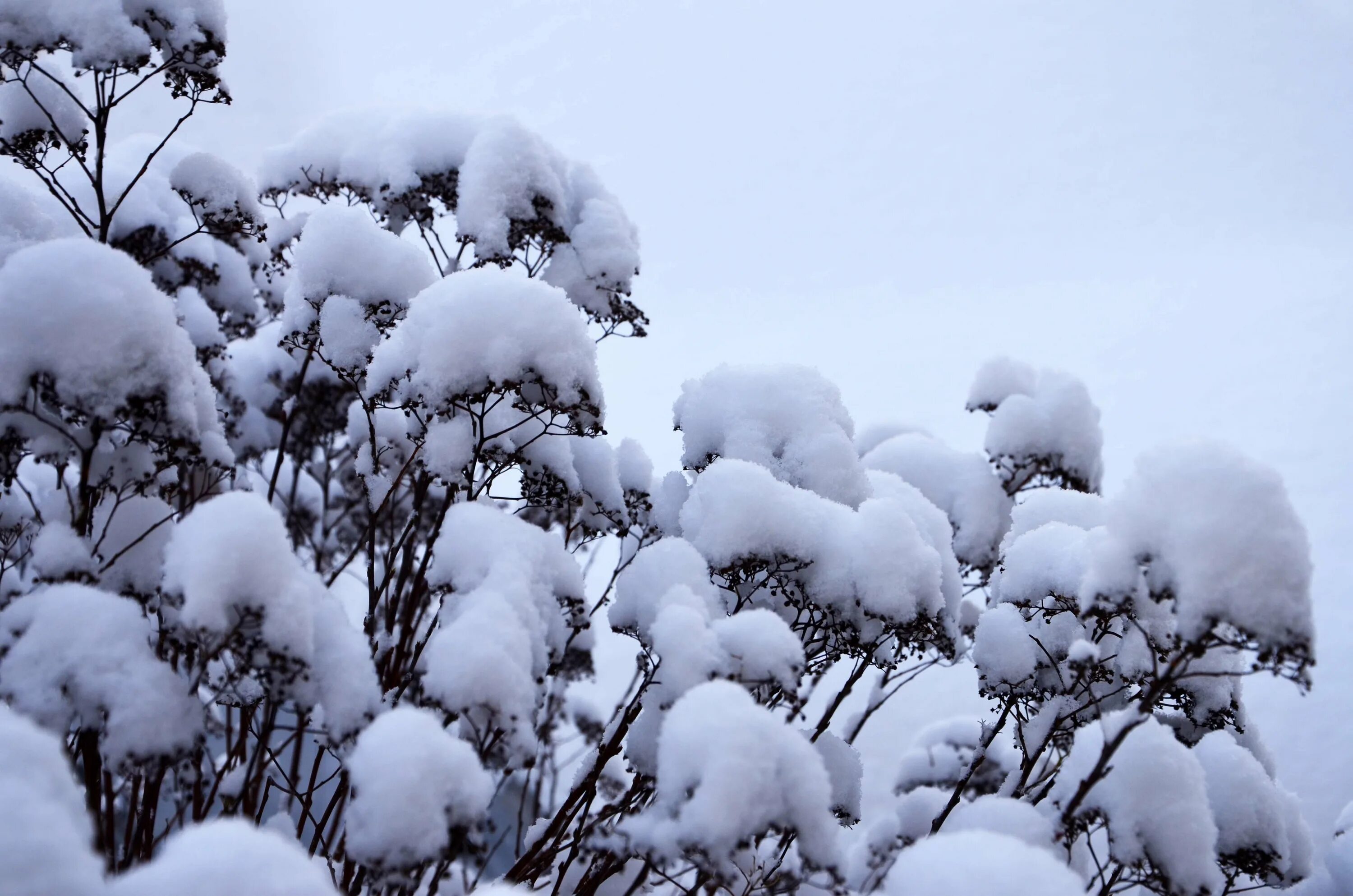 Кругом лежит пушистый снег. Заснеженные кусты. Кусты в снегу. Кусты зимой. Кусты под снегом.