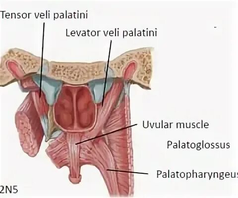 Tensor c. Musculus tensor veli palatini.