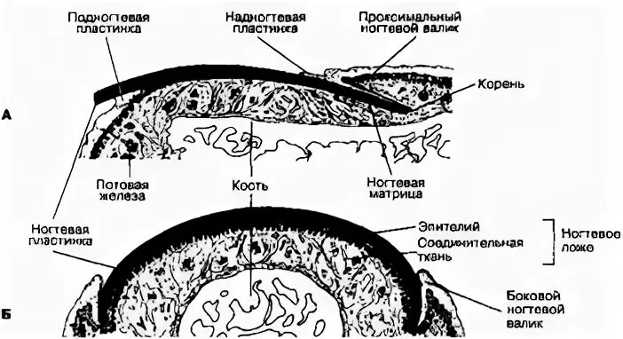 Ноготь гистология. Строение ногтя гистология. Ноготь в продольном разрезе препарат гистология. Строение ногтя гистология. Ноготь гистология.