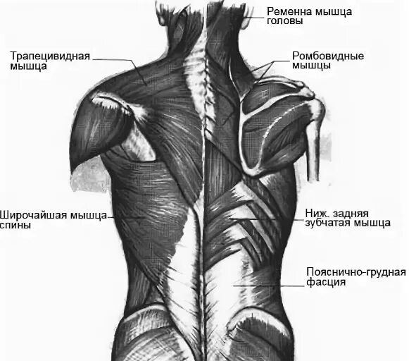 Мышцы спины анатомия послойно. Мышцы спины глубокие и поверхностные анатомия. Поверхностные мышцы спины анатомия человека. Трапециевидная мышца спины топография. Части поясницы