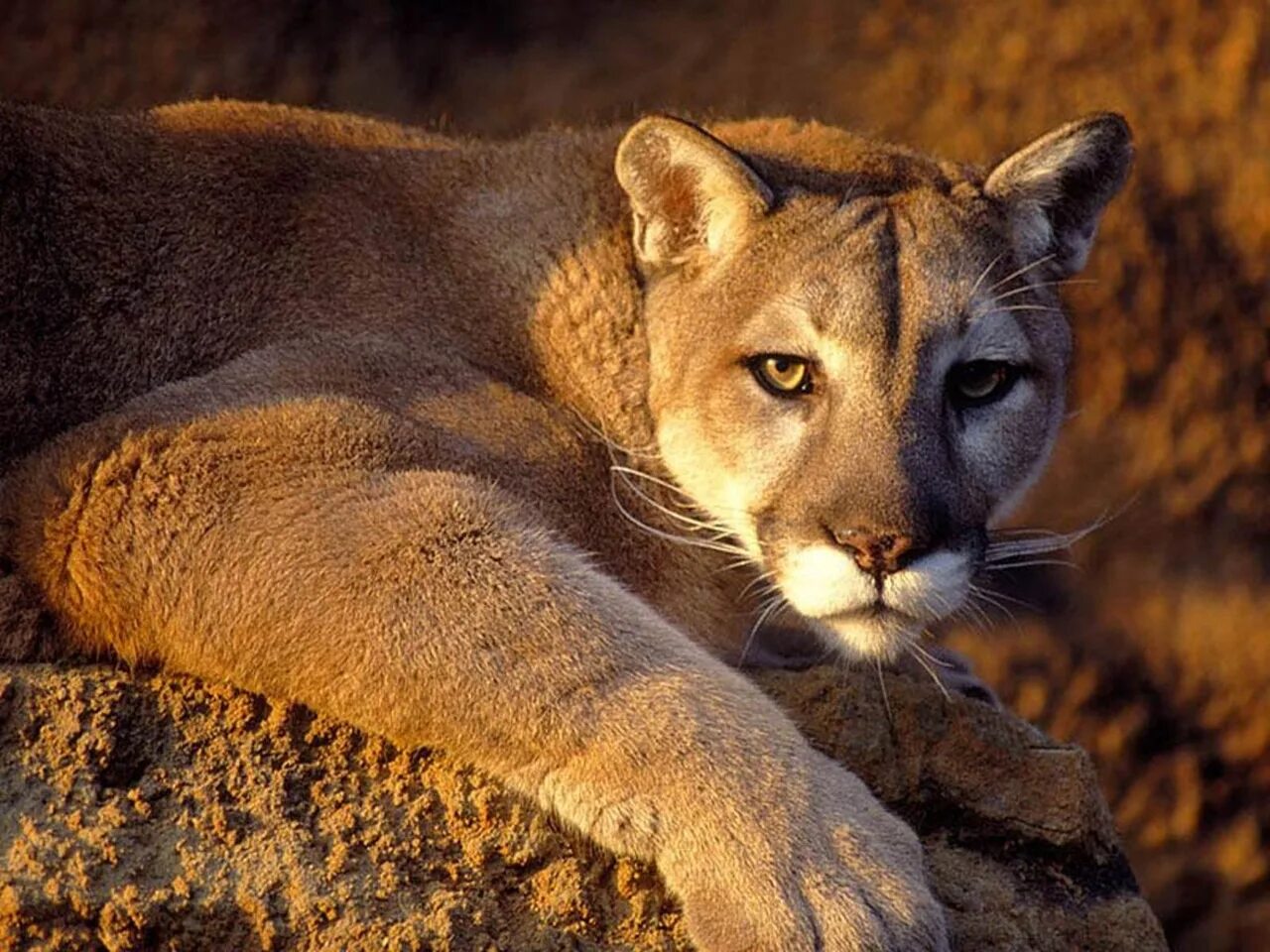 Флоридская Пума. Калифорнийская Пума. Флоридская Пума Пума. Пума (Puma concolor):.