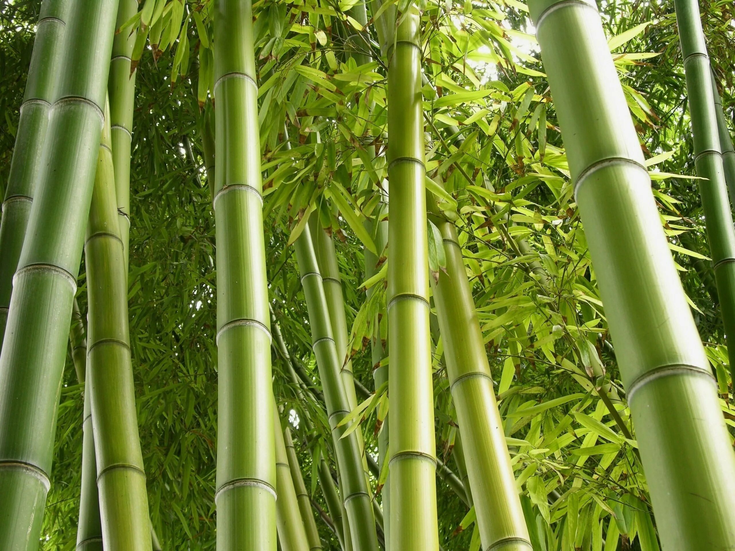 Бамбук обыкновенный. Бамбук листоколосник. Серебристый бамбук, Bamboo Green, Bambusgruen. Древнекитайский бамбук. Bambusa arundinacea.