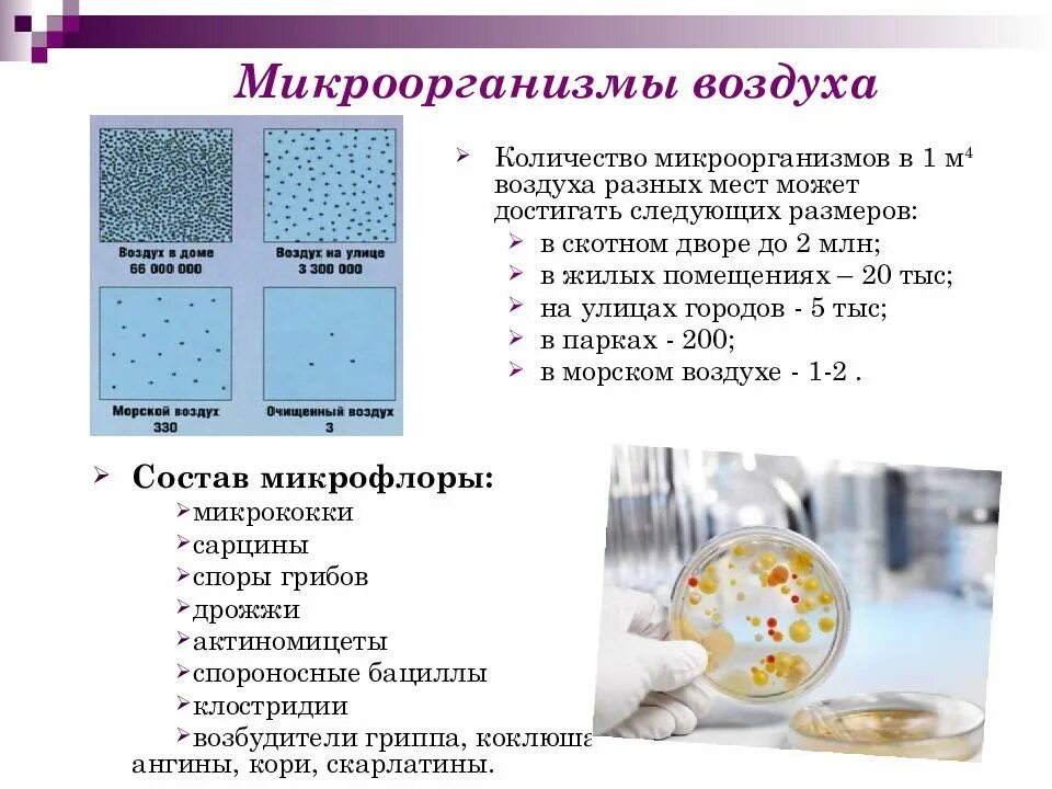 Микроорганизмы воздуха помещений. Количество микроорганизмов в воздухе. Микрофлора воздуха. Микроорганизмы атмосферного воздуха. Микробиология воздуха.