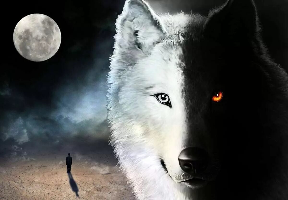 Одинокая волчица ночью. Волк. Лунные волки. Волк одиночка. Белый волк.