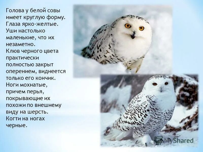 Полярная сова сообщение 4 класс окружающий мир. Сообщение о полярной сове. Полярная сова информация для детей. Сообщение о полярной сове. Рассказ о белой сове.