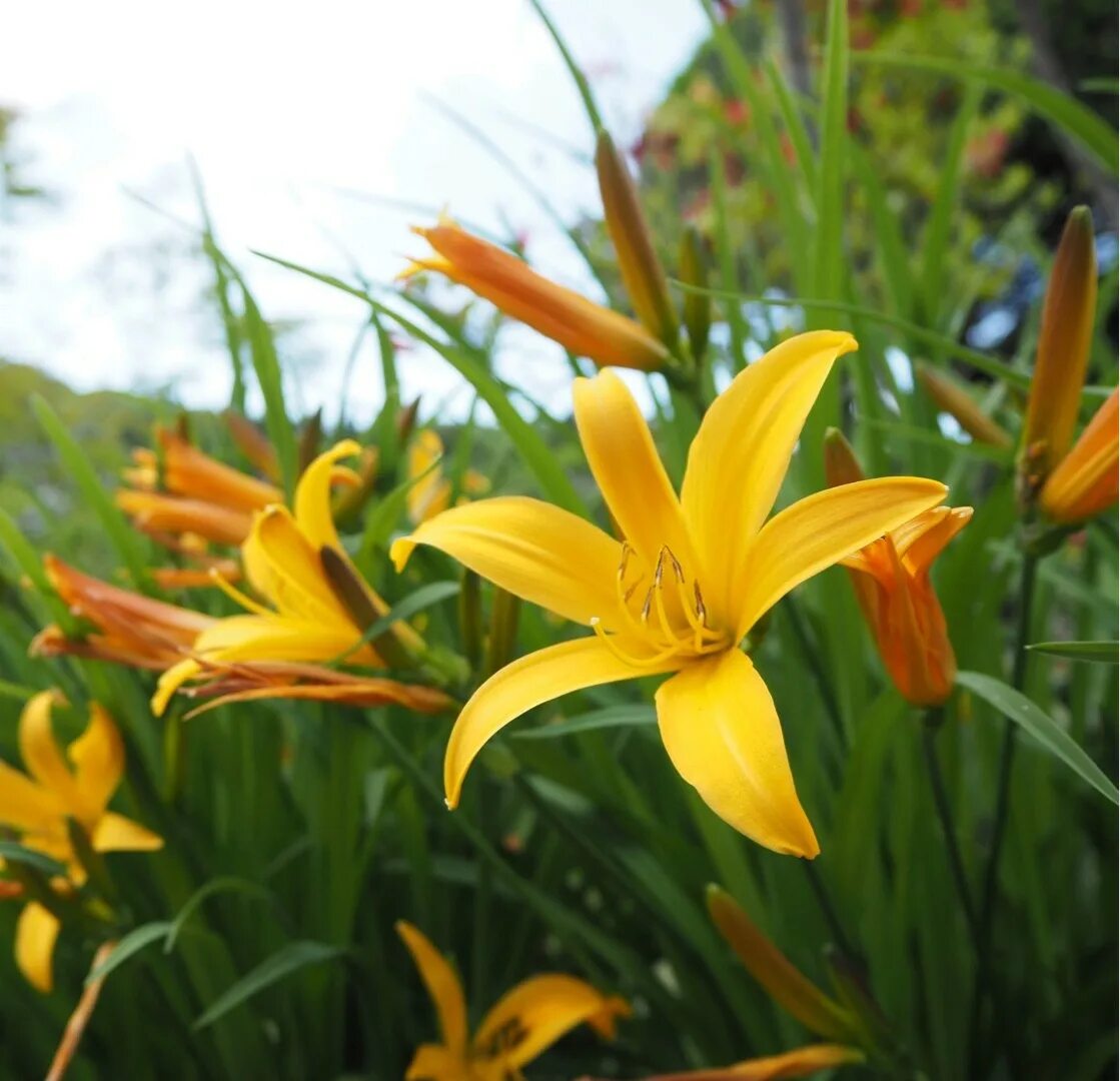 Hemerocallis middendorffii. Лилейник Миддендорфа. Лилейник ранний желтый Миддендорфа. Красоднев Миддендорфа.