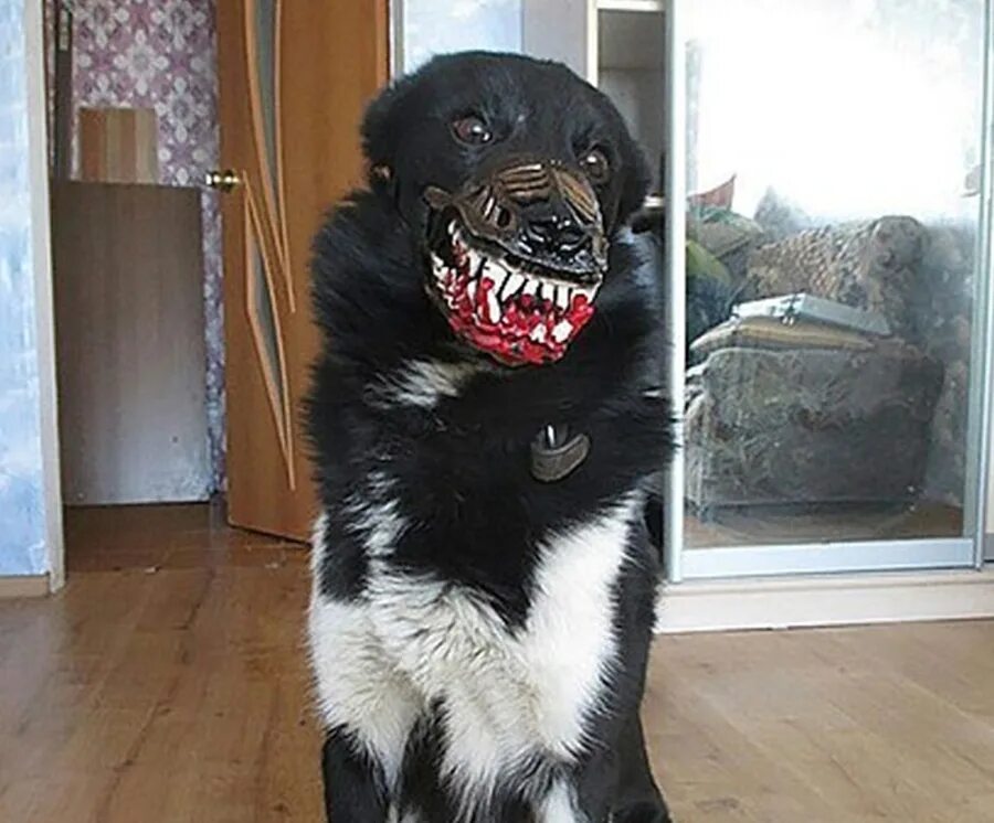 Боится больших собак. Страшный намордник для собаки. Злая собака. Собаки которые кусаются.