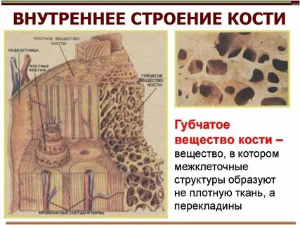 Губчатое вещество костной ткани